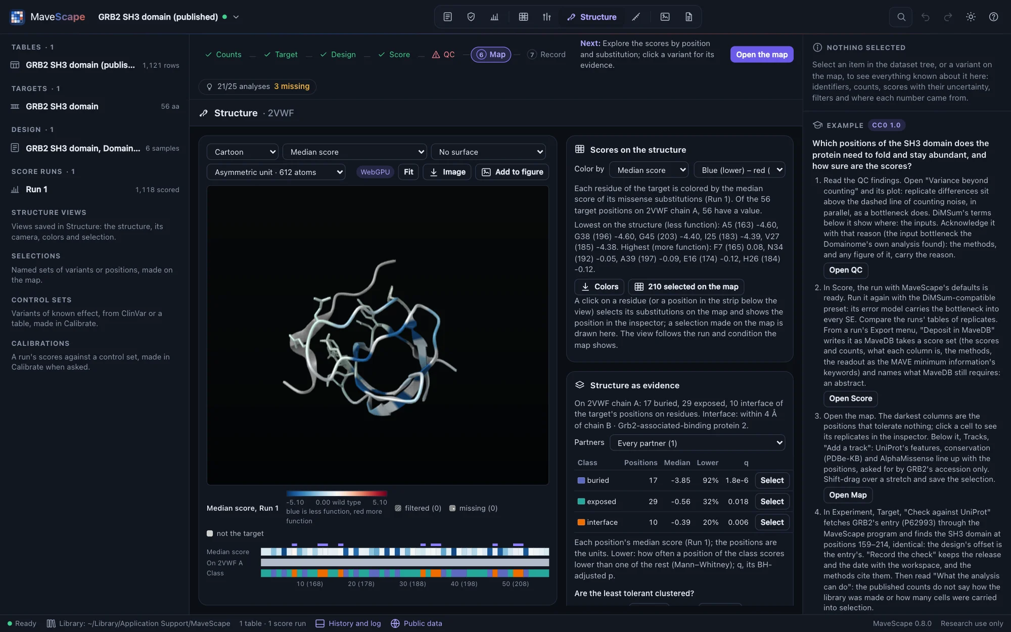GRB2's SH3 domain on 2VWF colored by the median score of each position's missense substitutions, the core dark blue, the residues that touch the Gab2 peptide pale and drawn as sticks; the legend below the view runs from −5.10 through 0.00 (the wild type) to 5.10, blue less function, filtered and missing gray; the strip of the 56 positions below it, ten selected; beside it, the pane Scores on the structure, and 210 variants selected on the map